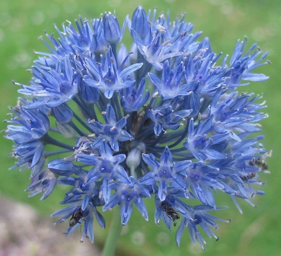 Allium caeruleum 